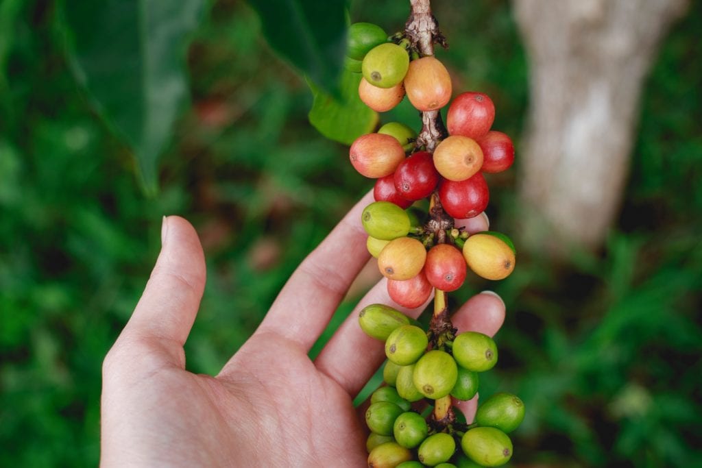 Coffee Sourcing and Sustainable Projects in Bolivia & Peru