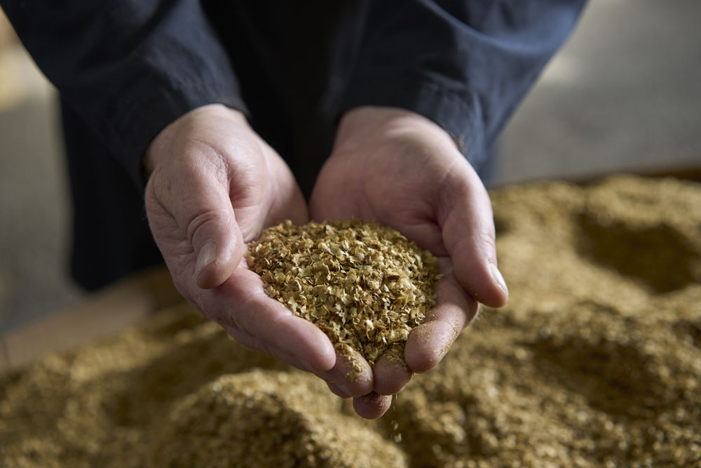 Hands holding a small pile of coffee chaff from the coffee roasting process before it goes for fertiliser and anaerobic digestion
