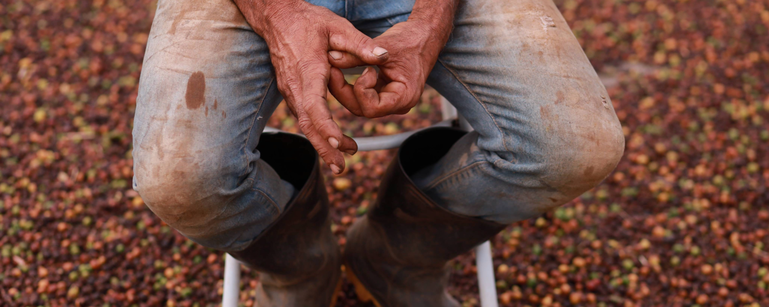 Sustainable Coffee Farming
