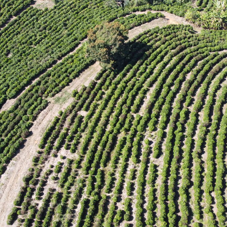 Birds eye view of coffee farm 