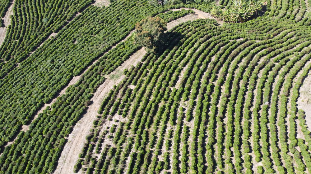 Sustainable Coffee Farming